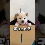 子犬の頃の柴ママモッチーがかわいい🩷 #豆柴 #柴犬 #子犬　#こいぬ　#puppy