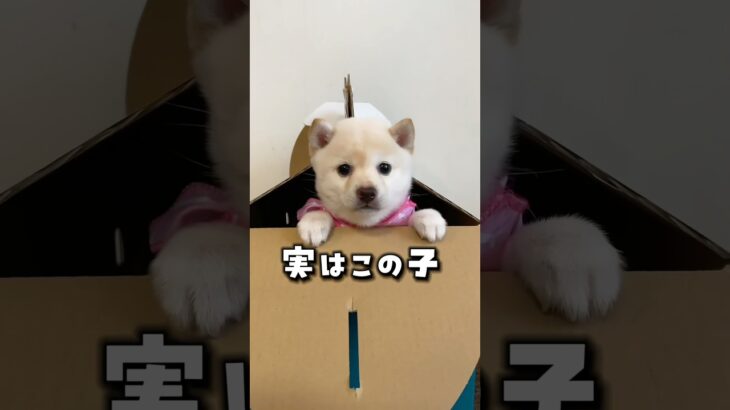 子犬の頃の柴ママモッチーがかわいい🩷 #豆柴 #柴犬 #子犬　#こいぬ　#puppy