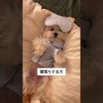 ひっくり返ってうとうと😪#癒される #おもしろ犬動画 #癒しわんこ #puppy #pets