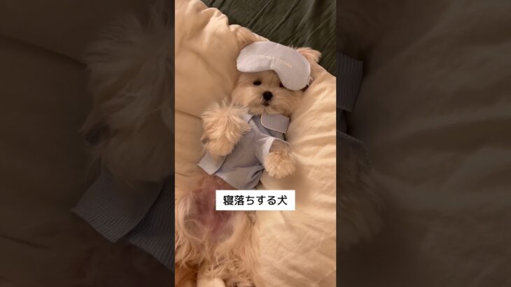 ひっくり返ってうとうと😪#癒される #おもしろ犬動画 #癒しわんこ #puppy #pets