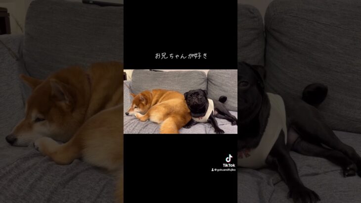 お兄ちゃんが大好きなパグがかわいい#shiba #柴犬 #面白い犬 #可愛い #パグ #pug #pets