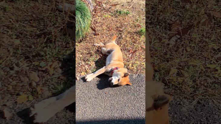 柴犬コロ 歌う犬が本気すぎる😂 #柴犬コロ #歌う犬 #おもしろ #かわいい #面白い #shibainu #singingdog #funny