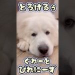 【超大型犬】ねむねむ癒しの大型犬グレートピレニーズが可愛いすぎた件🐻‍❄️💕 #shorts