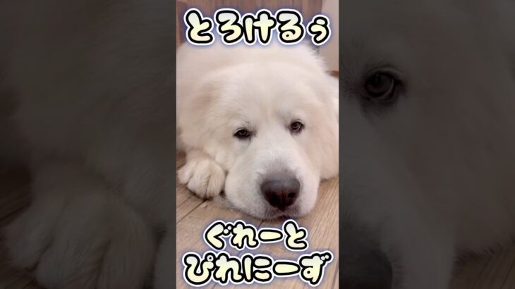 【超大型犬】ねむねむ癒しの大型犬グレートピレニーズが可愛いすぎた件🐻‍❄️💕 #shorts