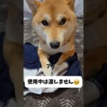 返す気がない犬 #shorts #柴犬 #dog