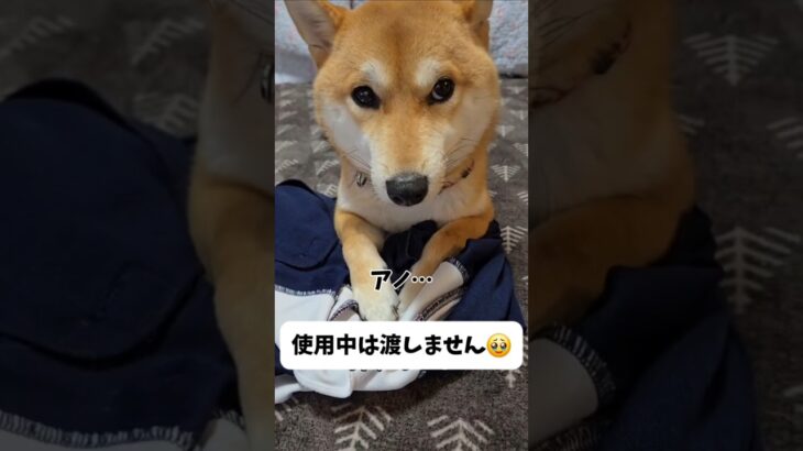 返す気がない犬 #shorts #柴犬 #dog