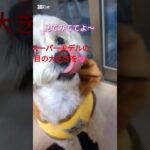 スーパーモデルの目の大きさを！#shorts #かわいい #kawaii #犬動画#cute #模型 #개냥이 #치와푸