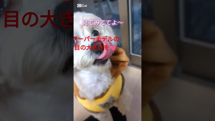 スーパーモデルの目の大きさを！#shorts #かわいい #kawaii #犬動画#cute #模型 #개냥이 #치와푸