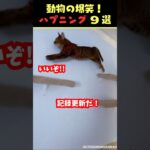 tiktokで5.1億回バズった動物ハプニング動画9選！9Animal Happenings Videos That Got 510 Million Buzz on tiktok!#shorts #犬