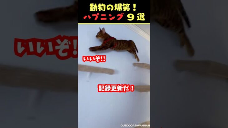 tiktokで5.1億回バズった動物ハプニング動画9選！9Animal Happenings Videos That Got 510 Million Buzz on tiktok!#shorts #犬