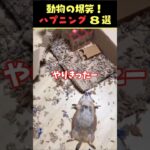 tiktokで6.2億回バズった動物ハプニング動画8選！8Animal Happenings Videos That Got 620 Million Buzz on tiktok!#shorts #犬