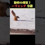 tiktokで6.9億回バズった動物ハプニング動画9選！9Animal Happenings Videos That Got 690 Million Buzz on tiktok!#shorts #犬