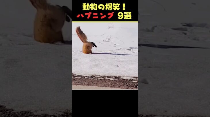 tiktokで6.9億回バズった動物ハプニング動画9選！9Animal Happenings Videos That Got 690 Million Buzz on tiktok!#shorts #犬