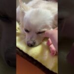 眠たそうなミルク#ポメチワちゃい #ポメチワ #可愛い犬 #癒し #可愛い#眠い犬 #犬のいる生活 #犬のいる暮らし