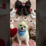 かわいいポメラニアン#ショート #ポメラニアン #犬動画