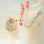 ママの近くでお座りをする可愛い子犬。しかし、このあと大暴れします・・・