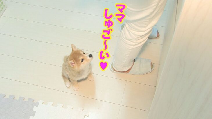 ママの近くでお座りをする可愛い子犬。しかし、このあと大暴れします・・・