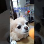 #かわいい犬 #癒し #チワワ大好き #犬のいる生活