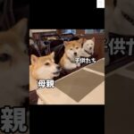 食い意地がすごい母親と大人しい子供たち😂　#柴犬　#犬 #犬のいる暮らし #かわいい犬 #おもしろ