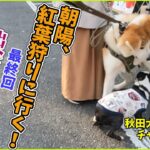 秋田犬【朝陽】チャンネル【朝陽紅葉狩りに行く！最終回出会いとハプニング！】