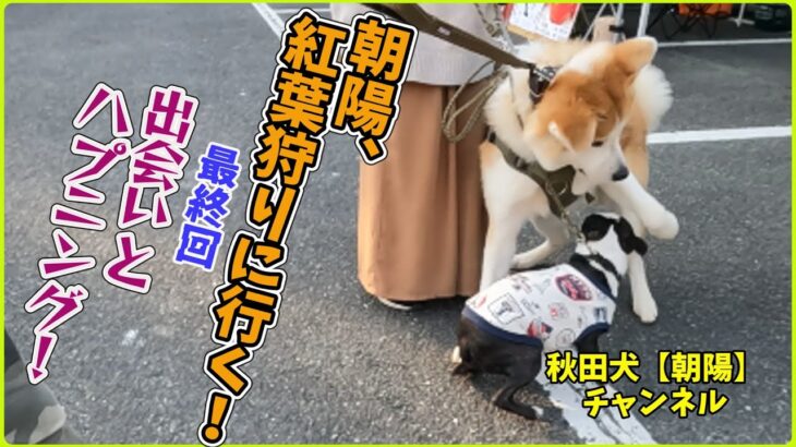 秋田犬【朝陽】チャンネル【朝陽紅葉狩りに行く！最終回出会いとハプニング！】