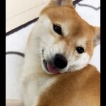 #小豆柴#くしゃみ#おもしろ犬動画#どこでクシャミするかな？？