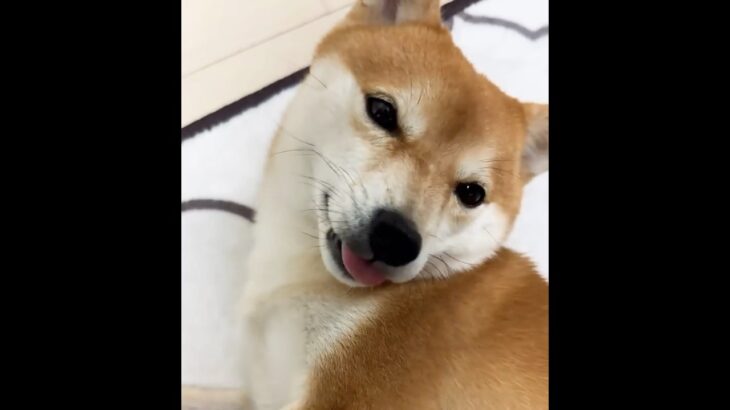 #小豆柴#くしゃみ#おもしろ犬動画#どこでクシャミするかな？？