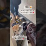 #ボーダーコリー #ピース #癒し #可愛い #犬友達#ラブラドール#お散歩犬