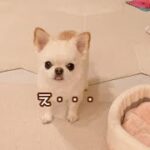 おもちゃの使い方忘れたり、おしっこしたフリしたり、天然かわいい犬うにちゃん