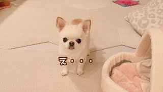 おもちゃの使い方忘れたり、おしっこしたフリしたり、天然かわいい犬うにちゃん