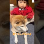 抱っこできてない…柴犬の訴え😂　#柴犬　#犬　#おもしろ　#犬のいる暮らし #癒し