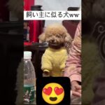 飼い主に似る犬 #おもしろ #やばい