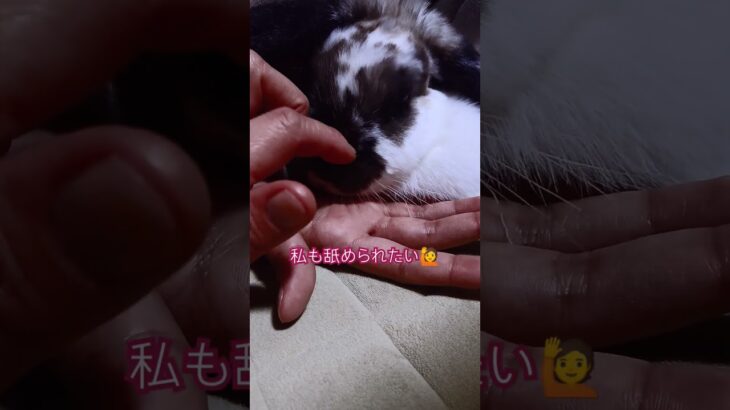 ときどき 犬兎🐇#癒し #ウサギ #ロップイヤー #ホーランドップ #ペットは家族 #冬 #人参 #休日の過ごし方 #懐く