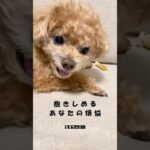 トイプードル⭐︎もずちゃびー #怒る犬 #犬おもしろ動画