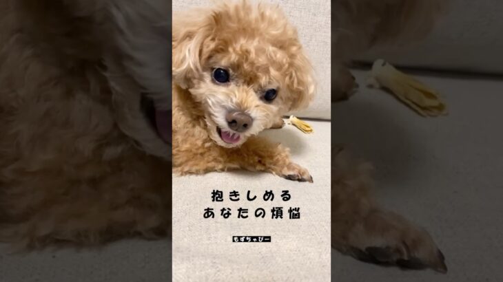 トイプードル⭐︎もずちゃびー #怒る犬 #犬おもしろ動画