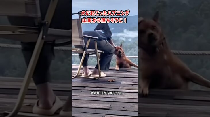 犬の命が危ない！危機一髪ハプニング動画