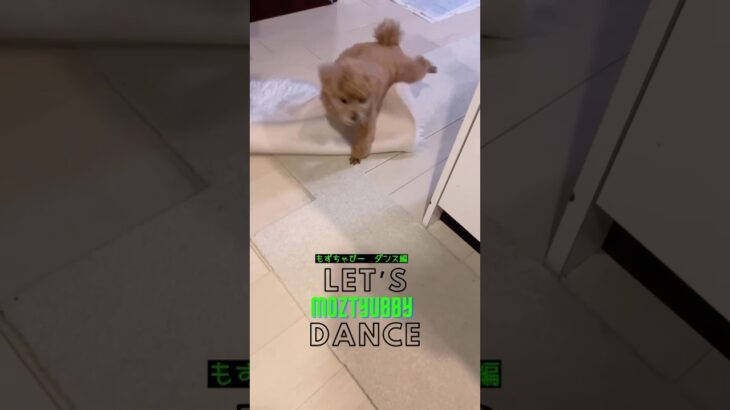 トイプードル⭐︎もずちゃびー #犬のダンス #犬おもしろ動画