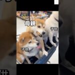 爆笑‼️必死すぎる母親が面白い🤣　#柴犬　#犬　#おもしろ #犬のいる暮らし #多頭飼い