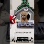 トイプードル⭐︎もずちゃびー #ピアノを弾く犬 #犬おもしろ動画