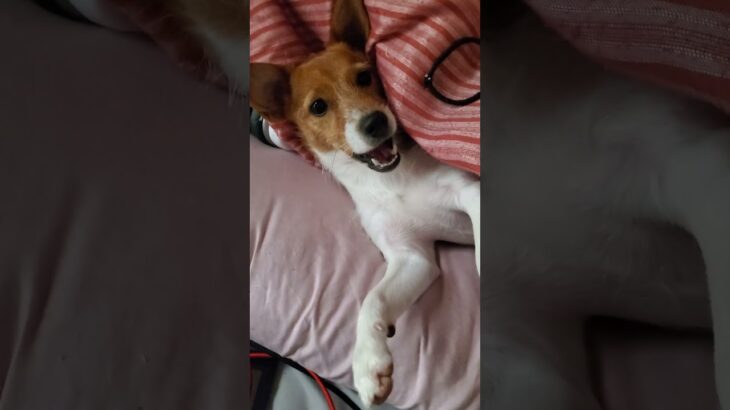 犬とはいたっち #おもしろ動画 #おもしろ  #犬