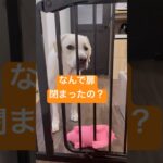 ハプニング発生‼️扉が閉まって『笑って誤魔化す』😂　#ラブラドールレトリバー #犬　#犬のいる暮らし #おもしろ #大型犬