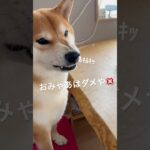 飼い主にだけなぜか厳しい柴犬　#柴犬 #しばいぬ #犬のいる暮らし #ムッチョ柴犬 #マックス #shiba #shorts #dog #癒し #かわいい #おもしろ #ムキムキ #犬 #飼い主