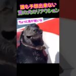 誰も予想出来ない驚きの犬のリアクション🐕おもしろすぎっ‼️‼️ ww…  #short #わんこ動画 #動物好き