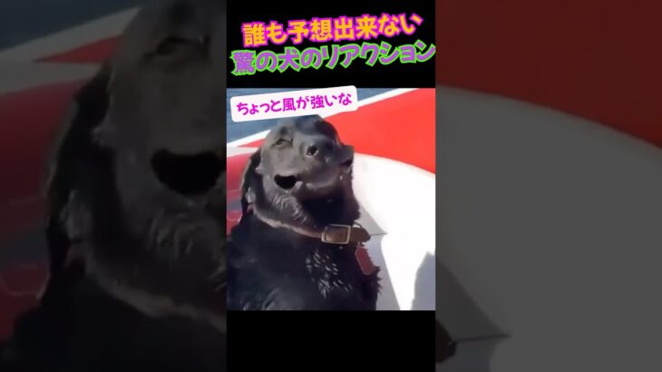 誰も予想出来ない驚きの犬のリアクション🐕おもしろすぎっ‼️‼️ ww…  #short #わんこ動画 #動物好き