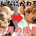 【出産後から1ヶ月子犬】子育てに乱入するハプニング映像もトイプードルブリーダー