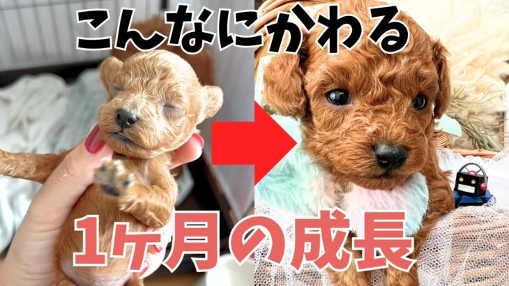 【出産後から1ヶ月子犬】子育てに乱入するハプニング映像もトイプードルブリーダー