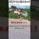 犬のおもしろ動画にツッコミどころ満載なアフレコしてみた＃216【目標】【ハプニング映像】#shorts　#アフレコ #面白動画