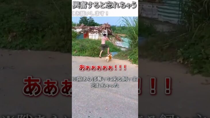 犬のおもしろ動画にツッコミどころ満載なアフレコしてみた＃216【目標】【ハプニング映像】#shorts　#アフレコ #面白動画