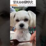 犬のおもしろ動画にツッコミどころ満載なアフレコしてみた＃222【甘える】【ハプニング映像】#shorts　#アフレコ #面白動画