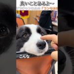 犬のおもしろ動画にツッコミどころ満載なアフレコしてみた＃224【かゆみ】【ハプニング映像】#shorts　#アフレコ #面白動画